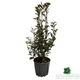 Photinia Fraseri Carre Rouge Plant - 5ltr Pot