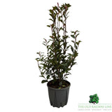 Photinia Fraseri Carre Rouge Plant - 5ltr Pot - Old Railway Line Garden Centre