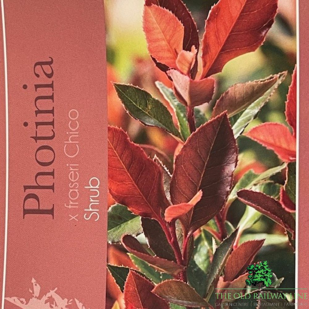 Photinia Fraseri 'Chico' Plant -  7.5Ltr Pot