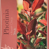 Photinia Fraseri 'Chico' Plant -  7.5Ltr Pot