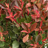 Photinia Fraseri 'Chico' Plant -  7.5Ltr Pot