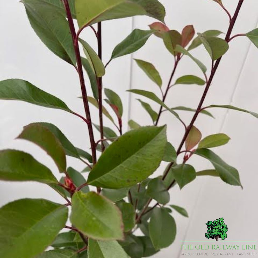 Photinia Fraseri 'Red Robin' Bush - 3Ltr Pot