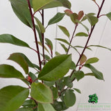 Photinia Fraseri 'Red Robin' Bush - 3Ltr Pot