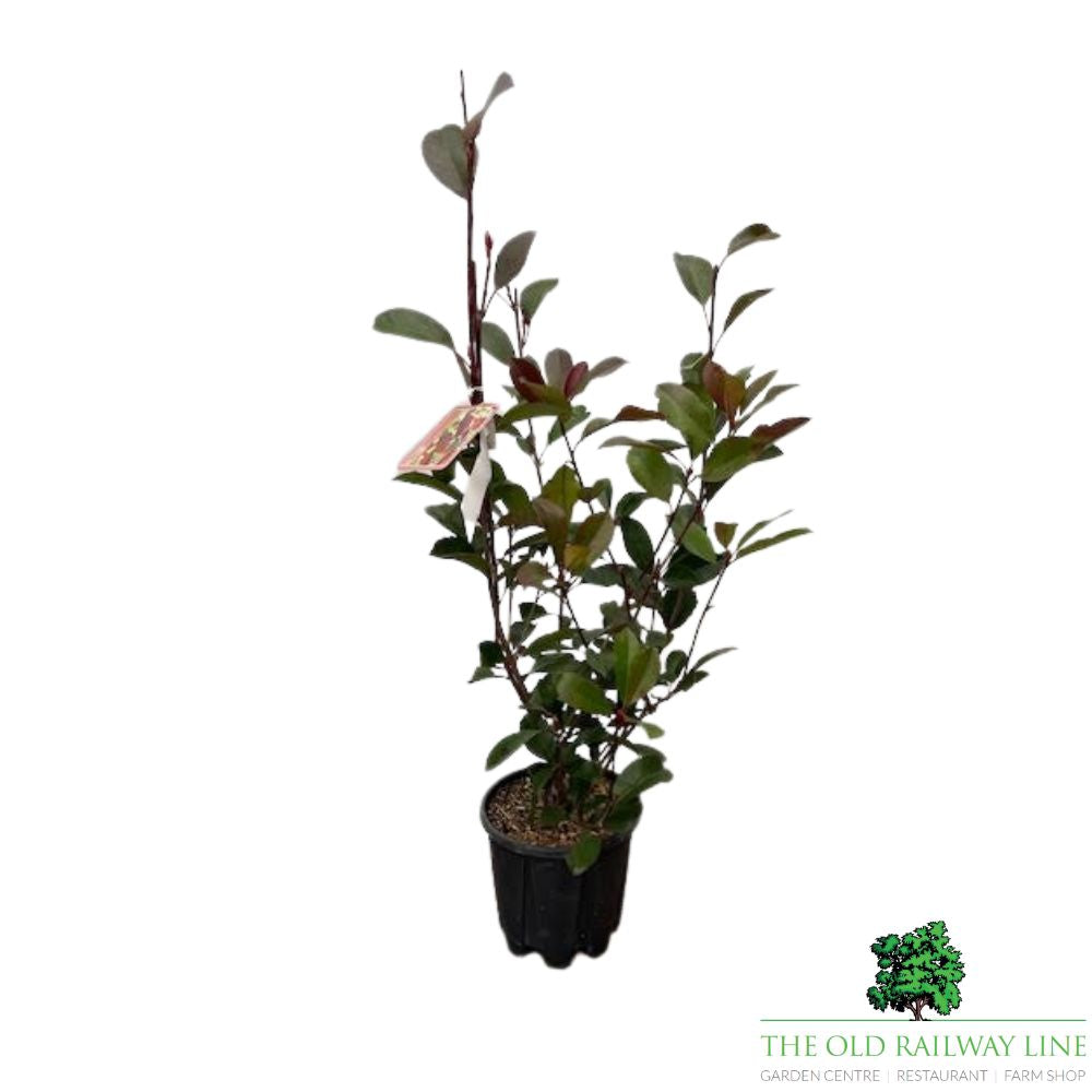 Photinia Fraseri 'Red Robin' Bush - 3Ltr Pot