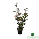 Photinia Fraseri 'Red Robin' Bush - 3Ltr Pot