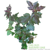 Physocarpus Magic Ball Plant - 3Ltr Pot