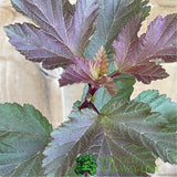 Physocarpus Magic Ball Plant - 3Ltr Pot