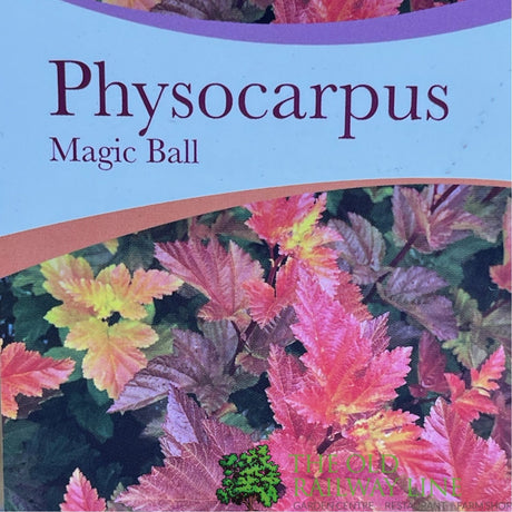 Physocarpus Magic Ball Plant - 3Ltr Pot