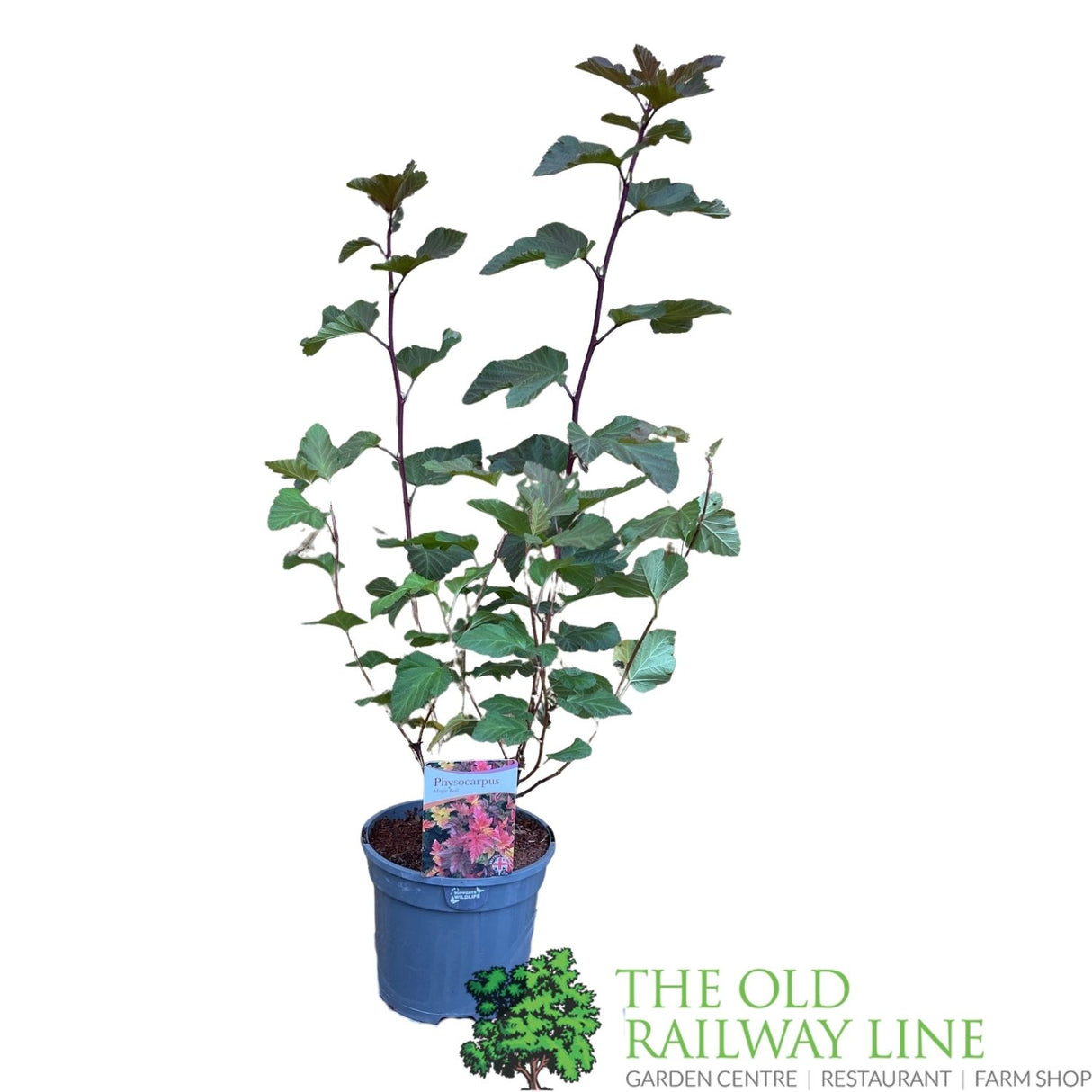 Physocarpus Magic Ball Plant - 3Ltr Pot