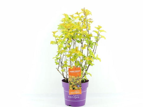 Physocarpus opulifolius 'Amber Jubilee' 3Ltr Pot - Old Railway Line Garden Centre
