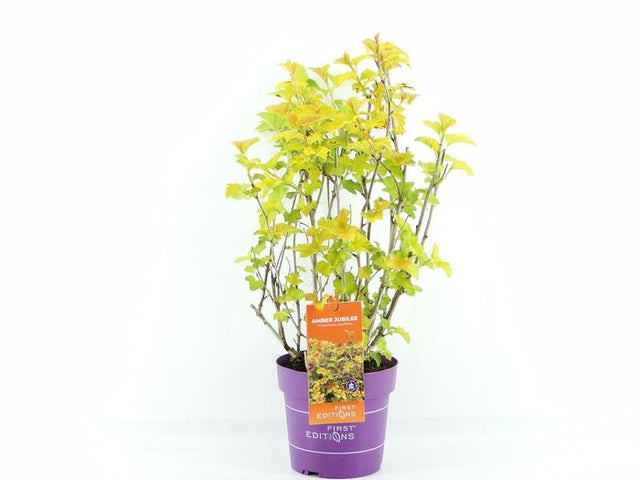 Physocarpus opulifolius 'Amber Jubilee' 3Ltr Pot - Old Railway Line Garden Centre