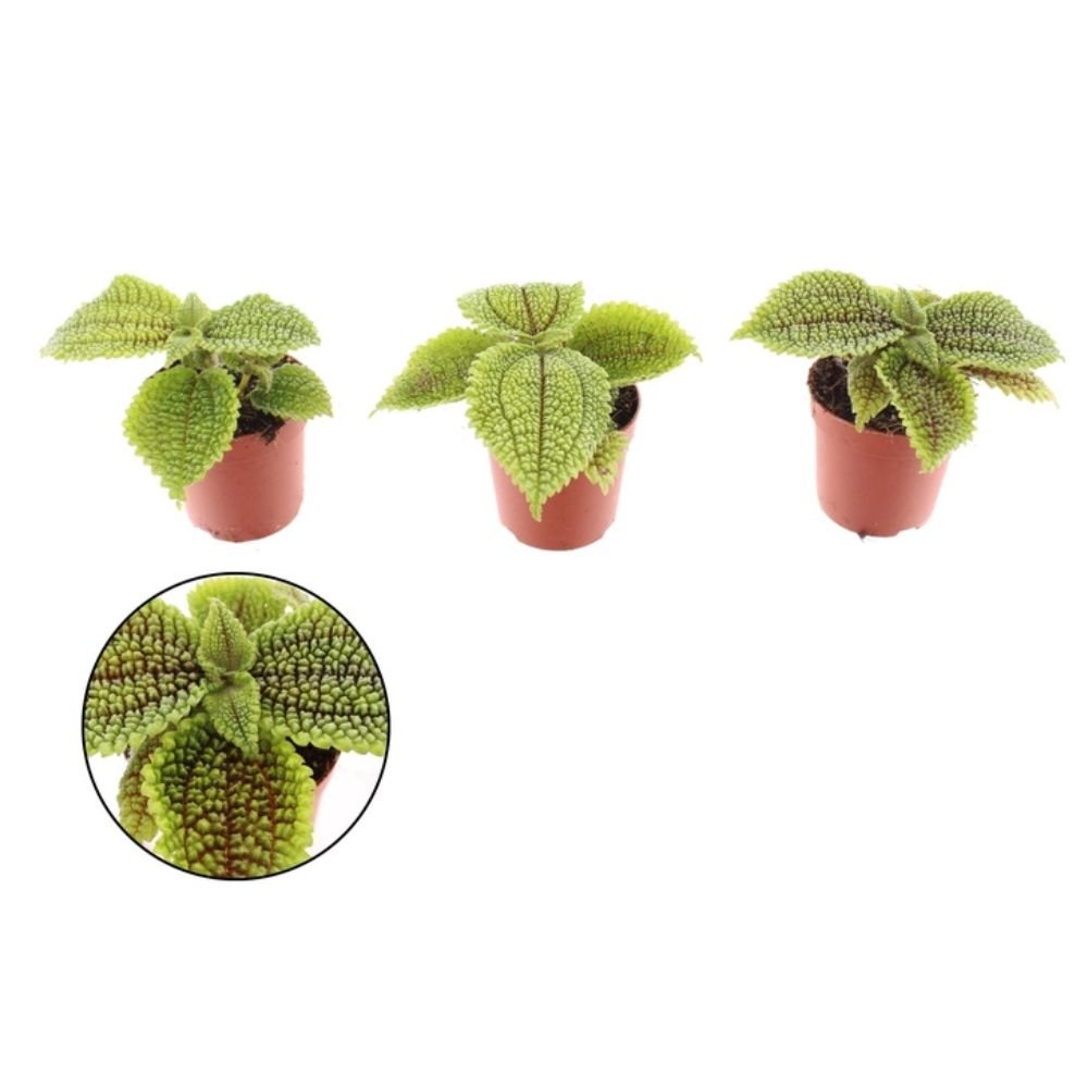 Pilea 7cm Mini 'Moonvalley' House Plant - Old Railway Line Garden Centre