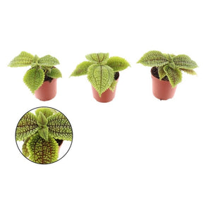 Pilea 7cm Mini 'Moonvalley' House Plant - Old Railway Line Garden Centre