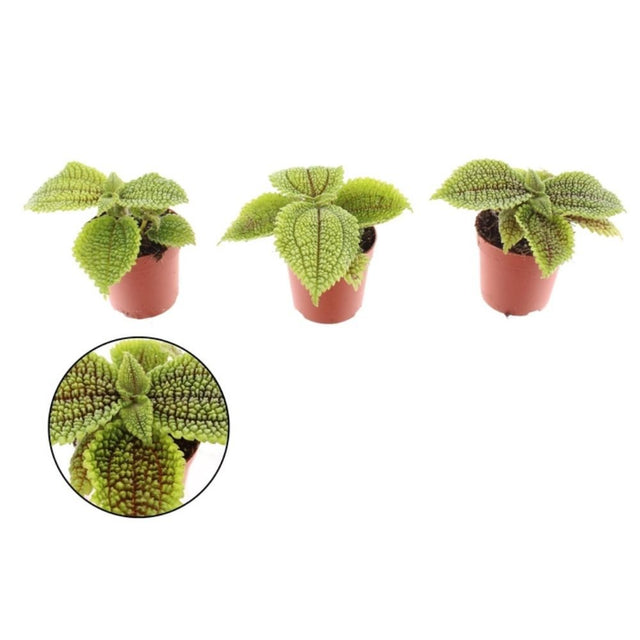 Pilea 7cm Mini 'Moonvalley' House Plant - Old Railway Line Garden Centre