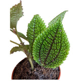 Pilea 7cm - Mixed - Houseplant - (Choice of 3) - Old Railway Line Garden Centre