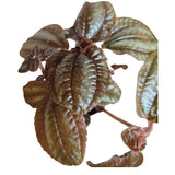 Pilea 7cm - Mixed - Houseplant - (Choice of 3) - Old Railway Line Garden Centre