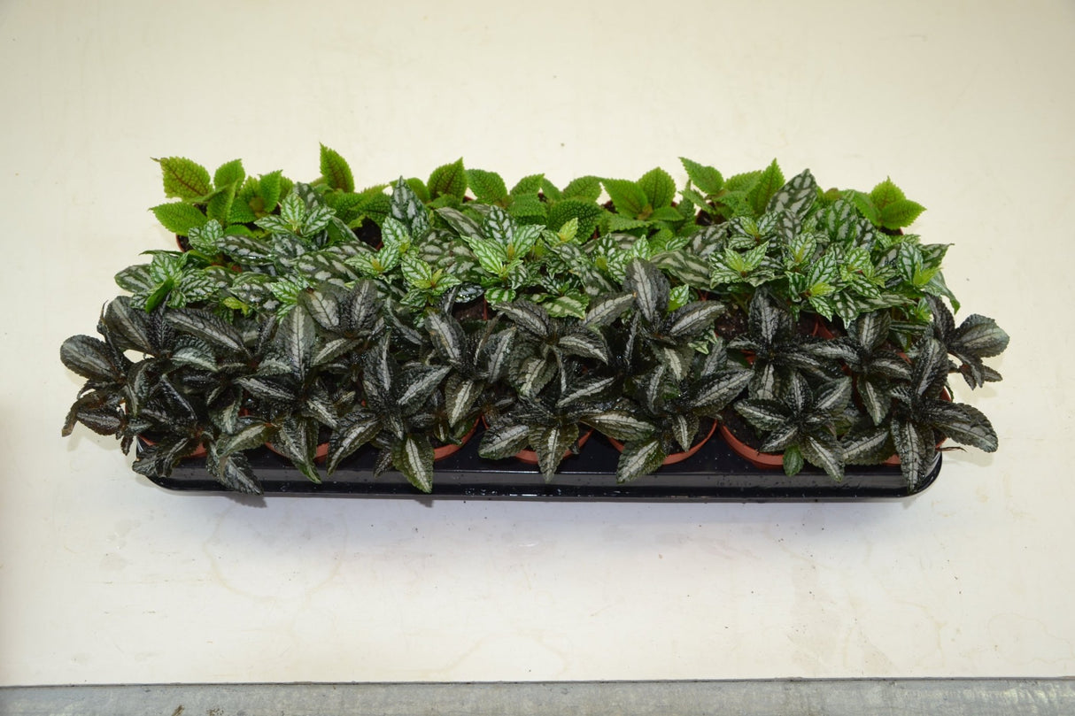 Pilea Mixed Mini Houseplant 8.5cm Pot - Old Railway Line Garden Centre