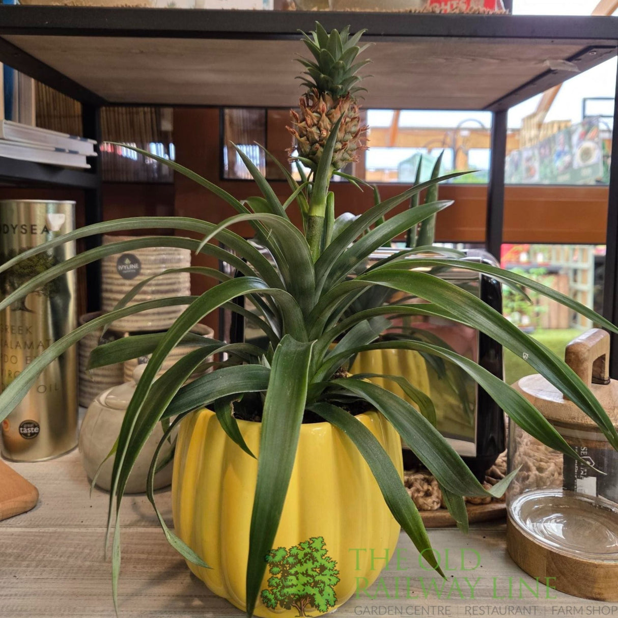 Pineapple 'Ananas Corona' 12cm Pot (NL) - Old Railway Line Garden Centre