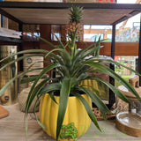 Pineapple 'Ananas Corona' 12cm Pot (NL) - Old Railway Line Garden Centre