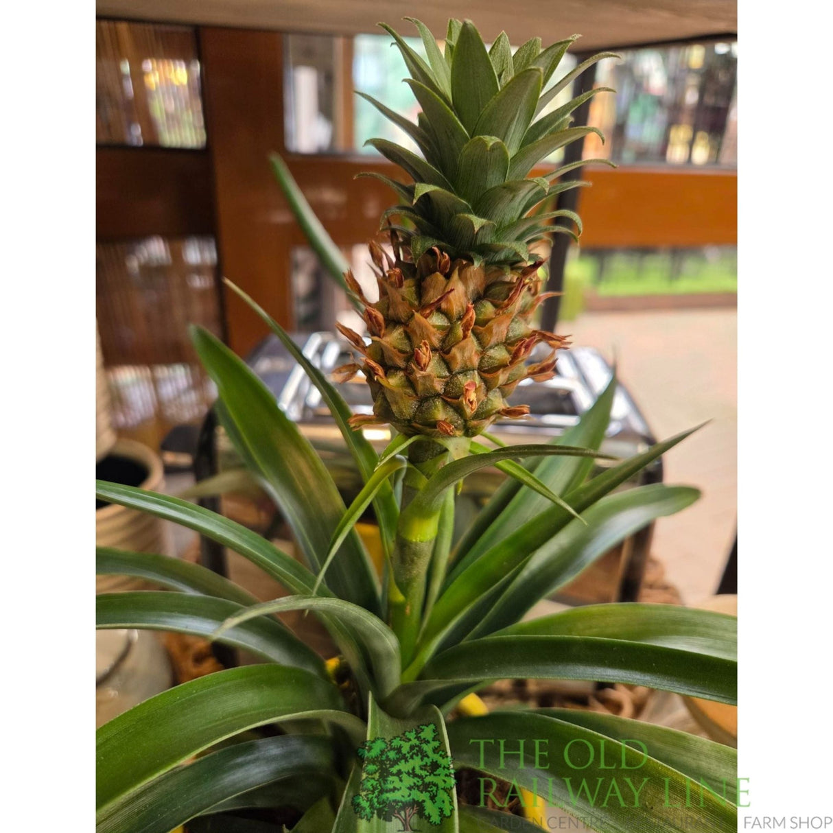 Pineapple 'Ananas Corona' 12cm Pot (NL) - Old Railway Line Garden Centre