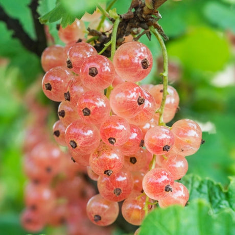 Pinkcurrant 'Gloire De Sablons' Fruit Bush - 3Ltr Pot - Old Railway Line Garden Centre