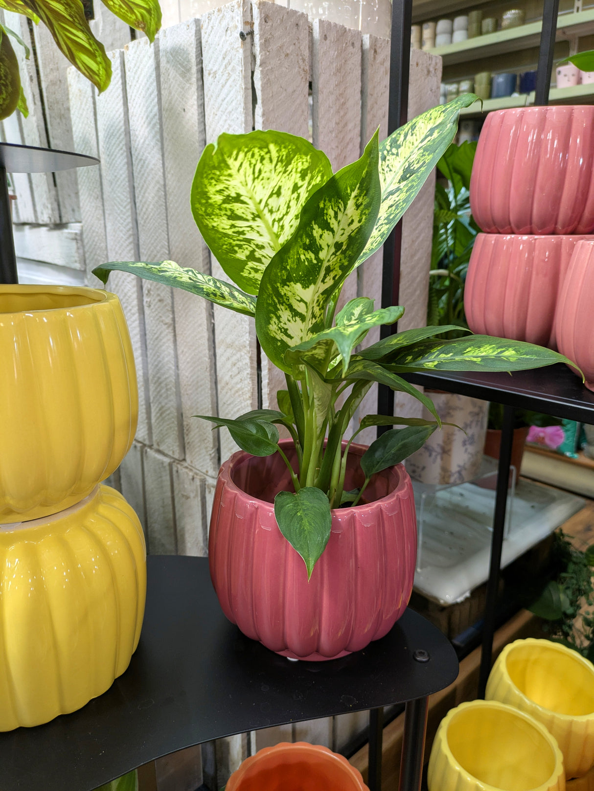 Mica Decorations Colourful Carna Round L. Pot (Choice of 4) - 1174012