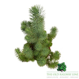 Pinus Pinea Silver Crest Plant - 3Ltr Pot - Old Railway Line Garden Centre