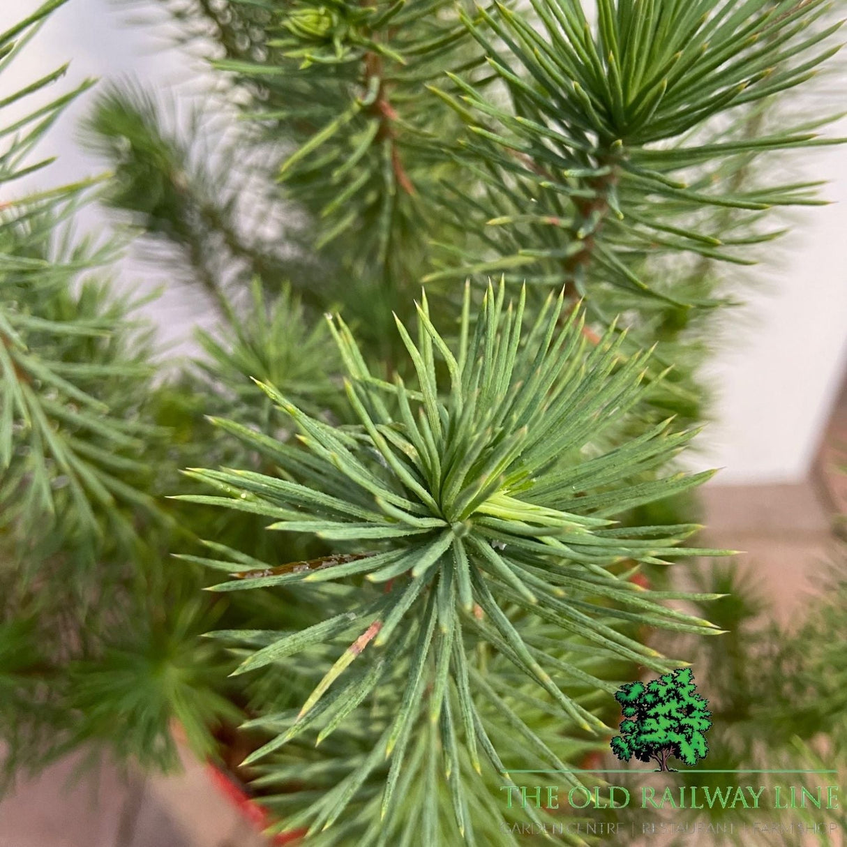 Pinus Pinea Silver Crest Plant - 3Ltr Pot - Old Railway Line Garden Centre