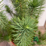 Pinus Pinea Silver Crest Plant - 3Ltr Pot - Old Railway Line Garden Centre