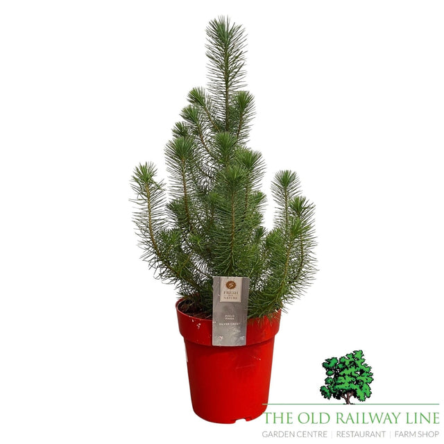 Pinus Pinea Silver Crest Plant - 3Ltr Pot - Old Railway Line Garden Centre