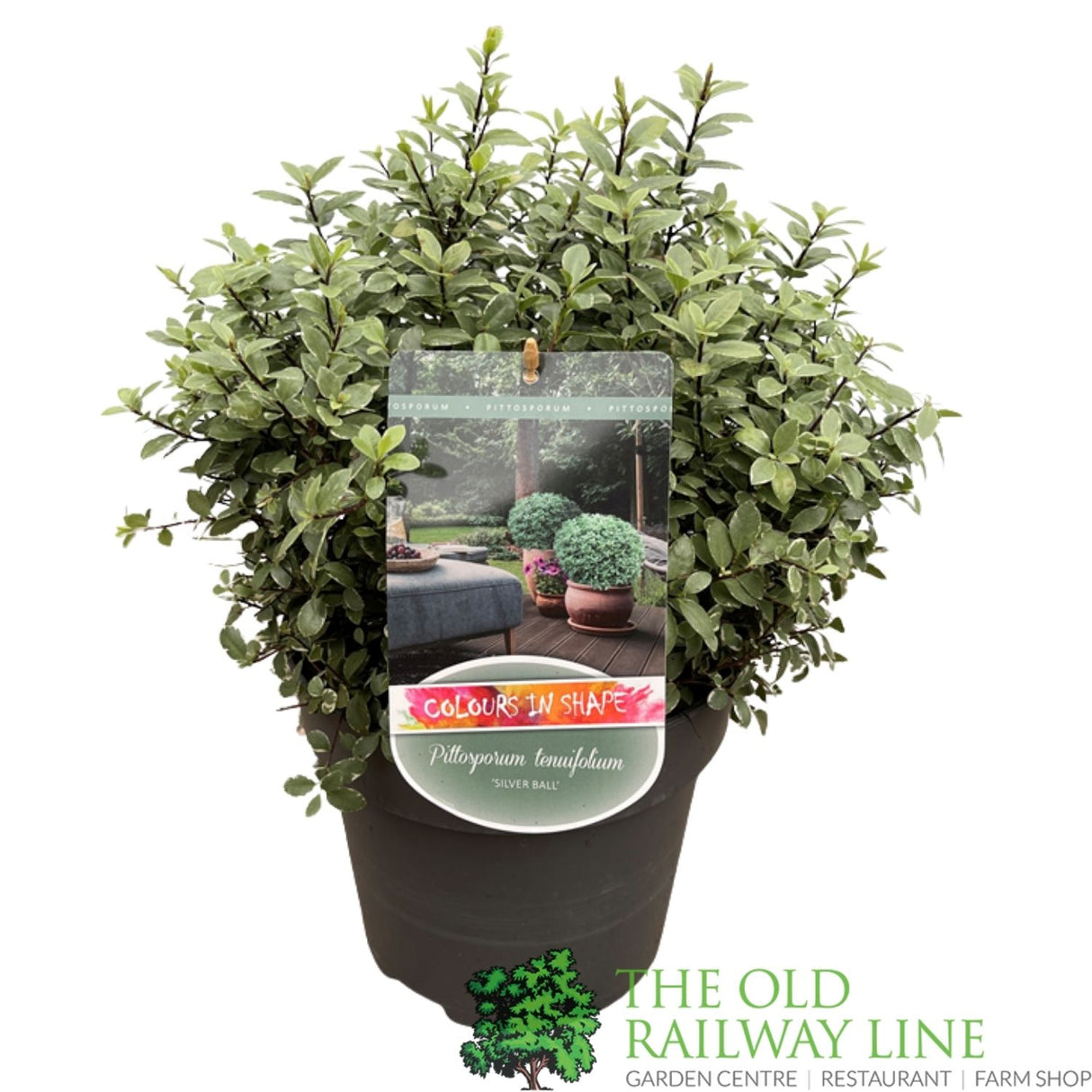 Pittosporum Tenuifolium 'Golf Ball' Plant 5 Ltr - Choice of 3