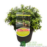 Pittosporum Tenuifolium 'Golf Ball' Plant 5 Ltr - Choice of 3