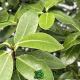 Pittosporum Tenuifolium 'Golf Ball' Plant 3Ltr Pot