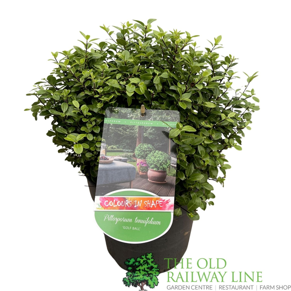 Pittosporum Tenuifolium 'Golf Ball' Plant 5 Ltr - Choice of 3
