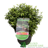 Pittosporum Tenuifolium 'Golf Ball' Plant 5 Ltr - Choice of 3
