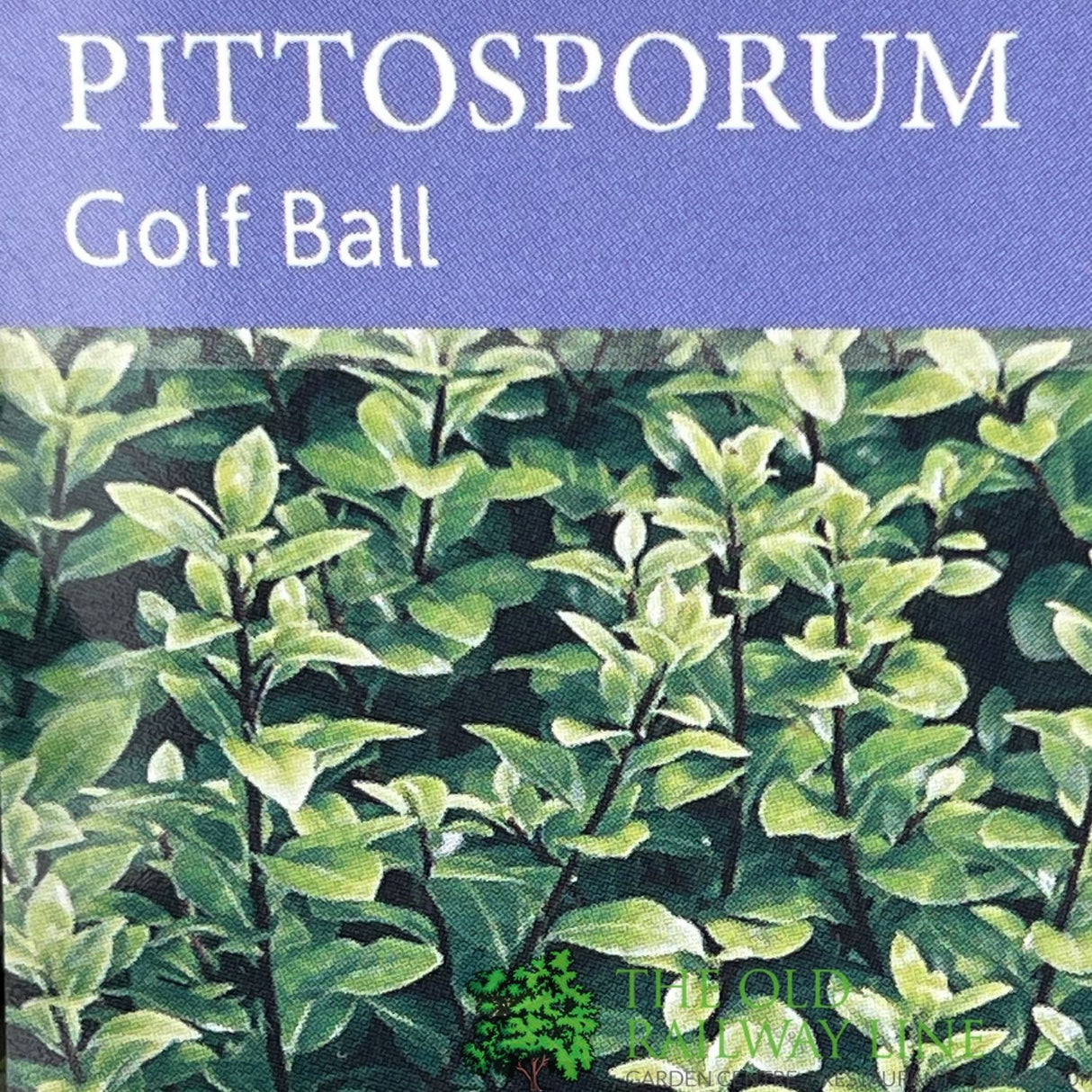 Pittosporum Tenuifolium 'Golf Ball' Plant 3Ltr Pot