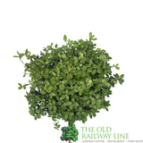 Pittosporum 'Tom Thumb' Plant 3Ltr Pot