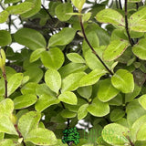 Pittosporum 'Tom Thumb' Plant 3Ltr Pot