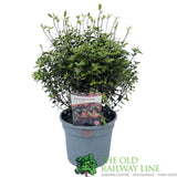 Pittosporum 'Tom Thumb' Plant 3Ltr Pot
