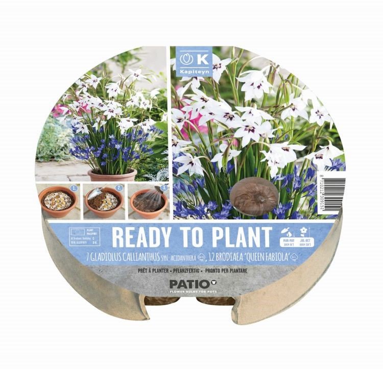 Kapiteyn 19 Plant-O-Mat Tray Gladiolus & Brodiaea