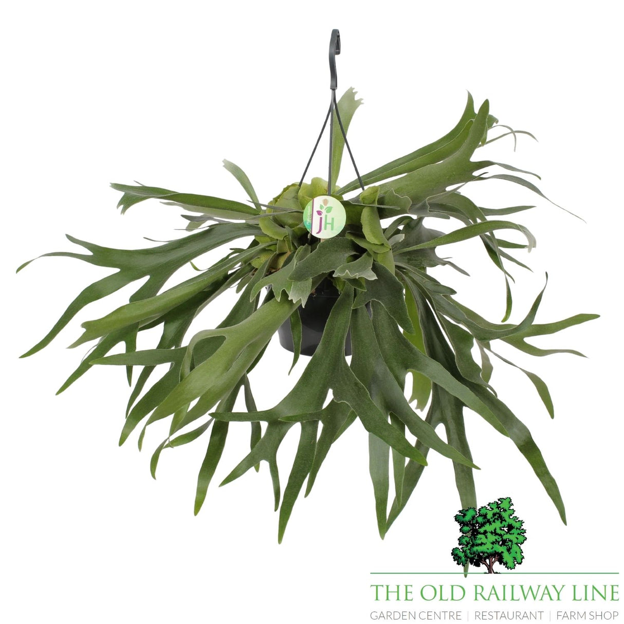 Platycerium birfurcatium Houseplant - 21cm pot