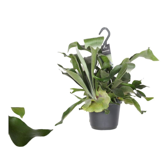 Platycerium bifurcatum 'Staghorn Fern' - 17cm Pot - Old Railway Line Garden Centre