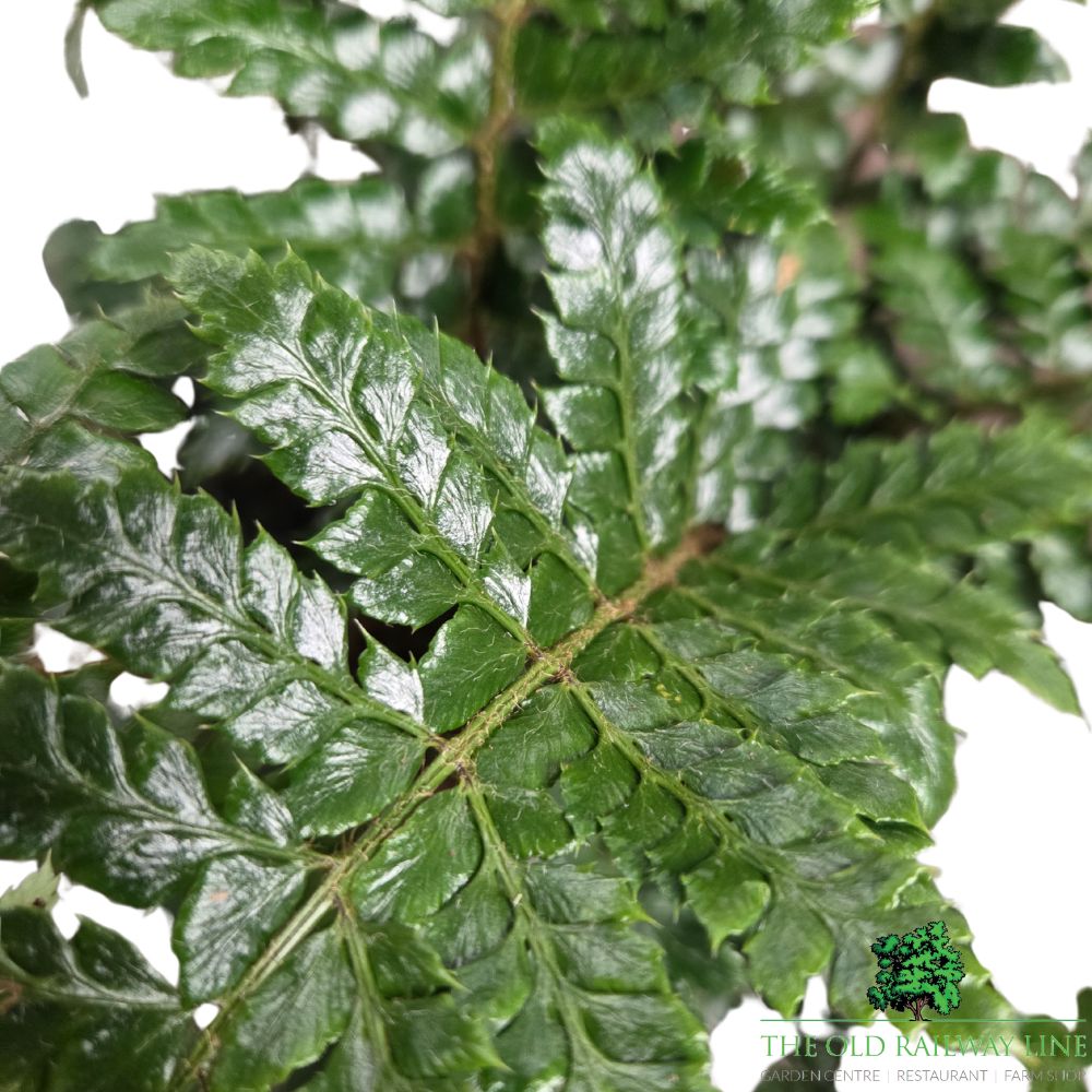Polystichum polyblepharum Japanese Lace Fern - 2Ltr Pot - Old Railway Line Garden Centre