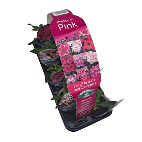 Pretty in Pink Collection Plug Plants - 8 Plants - Old Railway Line Garden Centre