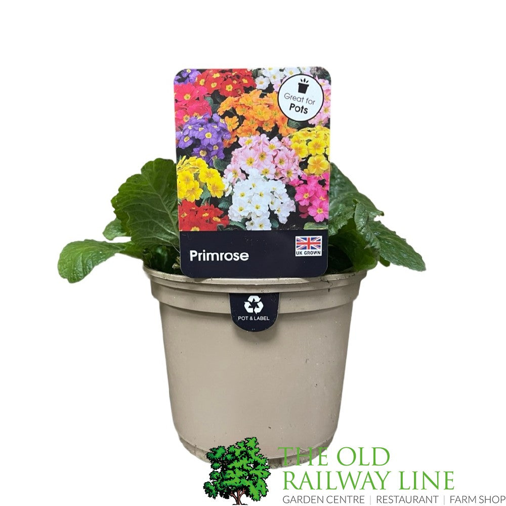 Primula vulgaris 'Candy Baby Pink' English Primrose 1Ltr Pot