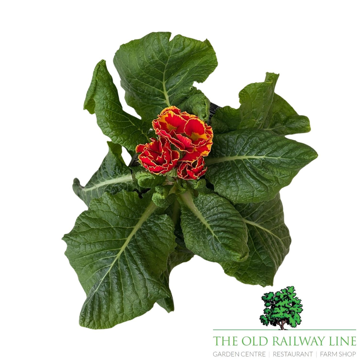 Primula Flamenco Fire Plant - 1Ltr Pot