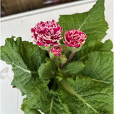 Primula Flamenco Pink White Edge Plant - 1Ltr Pot