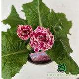 Primula Flamenco Pink White Edge Plant - 1Ltr Pot