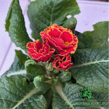 Primula Flamenco Fire Plant - 1Ltr Pot