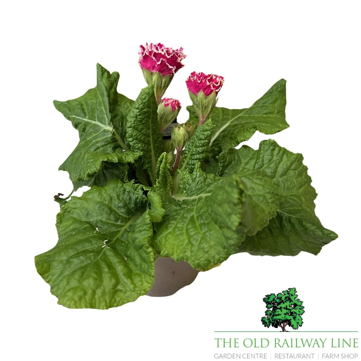 Primula Flamenco Pink White Edge Plant - 1Ltr Pot